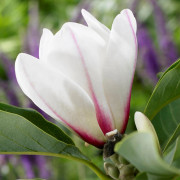 Cylindermagnolia - Magnolia cylindrica Lv Ching (Sunrise) (Storlek: 40-80 C5)