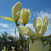 Yulanmagnolia - Magnolia denudata Yellow River (Fei Huang) (Storlek: 40-50 C3)