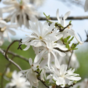 Stjärnmagnolia - Magnolia stellata (Storlek: 40-50 C3)