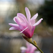 Hybridmagnolia - Magnolia x loebneri Leonard Messel (Storlek: busk C3)