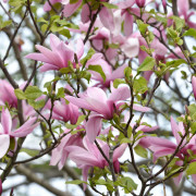 Rosenmagnolia - Magnolia liliiflora Galaxy (Storlek: busk C3)
