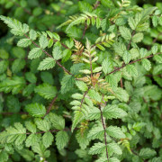 Tibethallon / Spökbjörnbär - Rubus thibetanus Silver Fern (Storlek: C1,7)