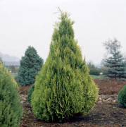 Ädelcypress - Chamaecyparis lawsoniana Ivonne (Storlek: 40-50 C3,5)