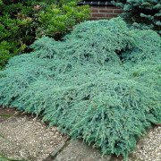 Himalayaen - Juniperus squamata Blue Carpet (Storlek: 20-25 C2)