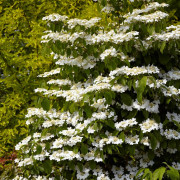 Japanolvon - Viburnum plicatum f. tomentosum Kilimandjaro (Storlek: 60-80 C3)
