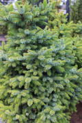 Liten Korkgran - Abies lasiocarpa Compacta (Storlek: 40-50 co)