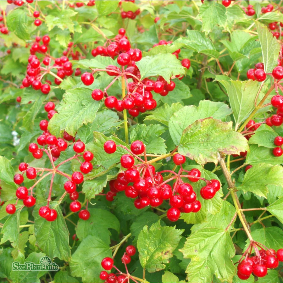 Dvärgolvon - Viburnum opulus Compactum (Storlek: 40-50 C3)