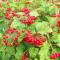 Dvärgolvon - Viburnum opulus Compactum (Storlek: 40-50 C3)