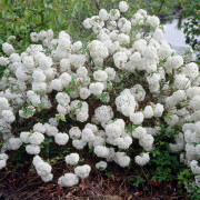 Olvon - Viburnum Eskimo (Storlek: 30-40 C5)