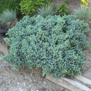 Himalayaen - Juniperus squamata Blue Star (Storlek: 25-30 C3)