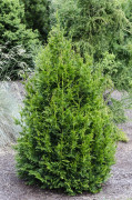 Jättetuja - Thuja plicata Cancan (Storlek: 30-40 C3,5)