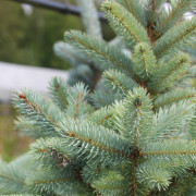 Blågran - Picea pungens Super Blue Seedling (Baby Blue) (Storlek: C2)
