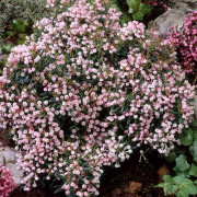 Rosling - Andromeda polifolia Compacta (Storlek: 25-30 C3)