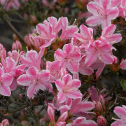 Japansk Azalea - Rhododendron obtusum Kermesinum Rosé (Storlek: 25-30 C2)