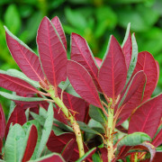 Rododendron - Rhododendron hybr. Wine and Roses ® (Storlek: 30-40 C5)