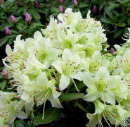 Dvärgrododendron - Rhododendron keiskei hybr. Shamrock (Storlek: 20-25 C2)