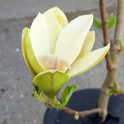 Magnolia (Storlek: 80-100 C10)
