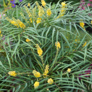 Bräkenmahonia - Mahonia eurybracteata subsp. ganpinensis Soft Caress ® (Storlek: 25-30 C2)