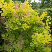 Perukbuske - Cotinus coggygria Golden Spirit ® (Ancot) (Storlek: busk C2)