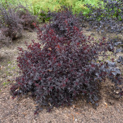Smällspirea - Physocarpus opulifolius All Black ® (Storlek: busk C3,5)