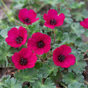 Jordnäva - Geranium cinereum Jolly Jewel Red ® (Krukstorlek: 0,5-1L)