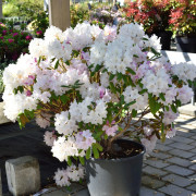 Rododendron - Rhododendron yak. hybr. Schneekrone (Storlek: 25-30 C5)
