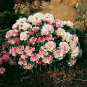Rododendron - Rhododendron yak. hybr. Koichiro Wada (Storlek: 30 C5)