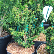Japansk Ädelcypress - Chamaecyparis obtusa Chirimen (Storlek: 20-25 C2,5)