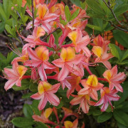 Ghentazalea - Rhododendron ghent hybr. Josephine Klinger (Storlek: 30-40 C5)