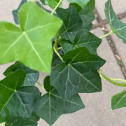 Hedera hibernica Hestor, Murgröna - 11cm - Hedera hibernica Hestor (Krukstorlek: 11cm)