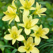 Blekgul Daglilja - Hemerocallis citrina (Krukstorlek: 0,5-1L)