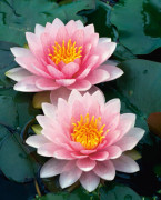 Näckros - Nymphaea Hollandia (Darwin)
