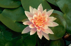 Näckros - Nymphaea Colorado