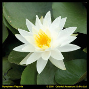 Näckros - Nymphaea Marliacea Albida