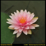 Näckros - Nymphaea Madame Wilfron Gonnère