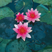 Dvärgnäckros - Nymphaea Pygmaea Rubra