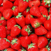 Jordgubbe - Fragaria x ananassa Polka (Storlek: 0,5-1L)