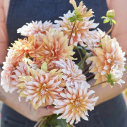 Dekorativ dahlia Orange & Snö 1 st.