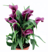 Zantedeschia Calla Calla Paco 1 st.
