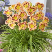 Hemerocallis Daglilja London Eye 1 st.