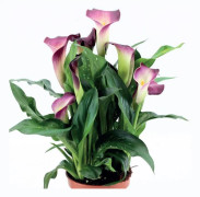 Zantedeschia Kalla Kalia Nashville 1 st.