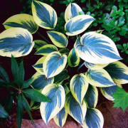 Hosta Funkia Mini Frost - Musöron 1 st.