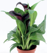 Zantedeschia Kalla Kalia Dallas 1 st.