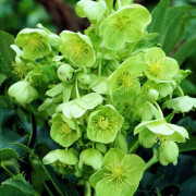 Helleborus korsikansk julros 1 st.