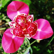 Tigridia Lilacea påfågellilja 10 st.