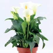 Zantedeschia Calla Calla Alaska 1 st.