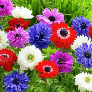 Anemone St. Brigid mix mix 10 st.