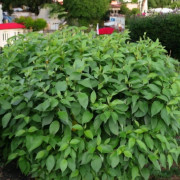 Kornell Cornus alba Minbat 'Baton Rouge' P9 1 st.