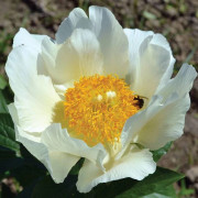 Paeonia Kinesisk pion Månuppgång 1 st.