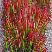 Imperata cylindrisk Red Baron kruka P9 1 st.